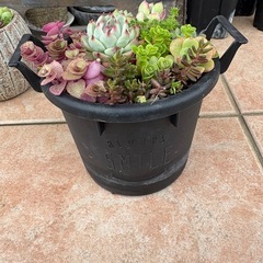 多肉とセダムの寄せ植えの画像