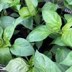 ピーマンの定植苗50本の画像