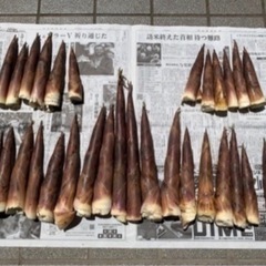 (お取り引き中)⑪たけのこ(古参竹)⭐︎30本の画像