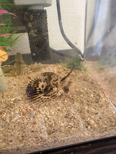 セミホウボウ　稚魚