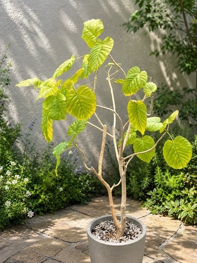 ウンベラータ観葉植物
