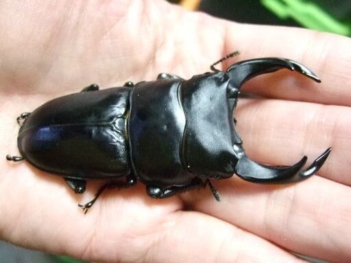佐賀県産オオクワガタ ♂79ミリ ♀51.6ミリ ペア ◇国産オオクワガタ 佐賀産赤眼「椿」♂♀ペア レッドアイ◇ | PAY ID