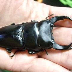 佐賀県産オオクワガタ ♂79ミリ ♀51.6ミリ ペアの画像