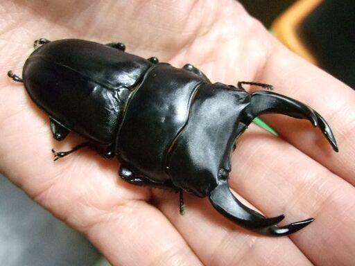 佐賀県産オオクワガタ ♂79ミリ ♀51.6ミリ ペア