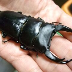 佐賀県産オオクワガタ ♂79ミリ ♀51.6ミリ ペアの画像