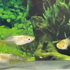 ⚠️週末限定❗️【メダカ】　　黄金ブラック　トリオ　(No.5902)の画像