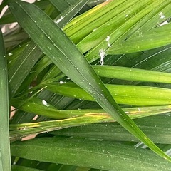 アレカヤシ　観葉植物　無料の画像