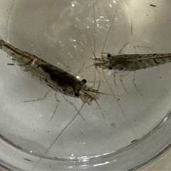 ミナミヌマエビ 10匹の画像