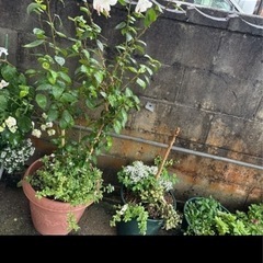 植物🪴３点おまとめの画像