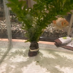 急募　金魚　里親　成長中！　今年生まれの画像