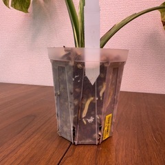 ✨モンステラ　レガシー斑入り✨Monstera Legacy の画像
