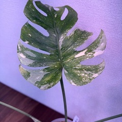 ✨モンステラ　レガシー斑入り✨Monstera Legacy の画像