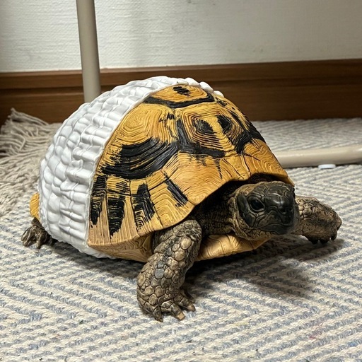 【 爬虫類 】一番くじ フィギュア2体セット