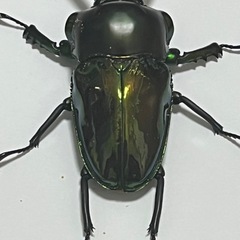 ニジイロクワガタ　62ミリペアの画像