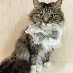 🌷😸ふれあい🐈保護猫譲渡会🌷🏡託麻東地域コミュニティセンター - イベント
