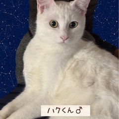 🌷😸ふれあい🐈保護猫譲渡会🌷🏡託麻東地域コミュニティセンター − 熊本県