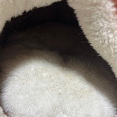 猫のおうちの画像
