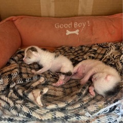 ミケ♀白黒♂生後約2週間