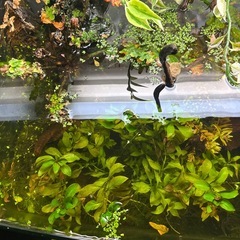 90センチ水槽レイアウト済みセットの画像