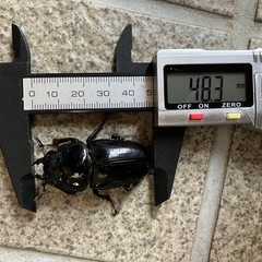 オオクワガタ　SR血統　1ペア
の画像