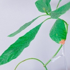 プルメリア　アボカド　観葉植物2点セットの画像