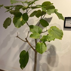 フィカス•ウンベラータ
の画像
