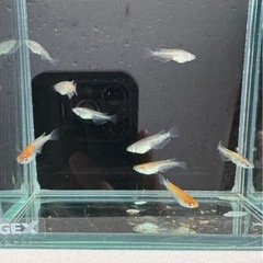 朱光菊　選別外　8匹の画像