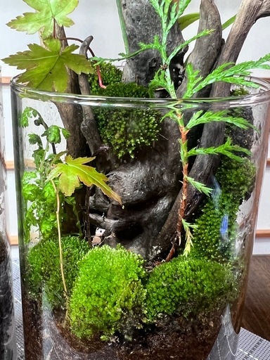 苔テラリウム　円筒形2本