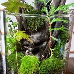 苔テラリウム　円筒形2本の画像