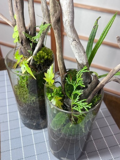 苔テラリウム　円筒形2本