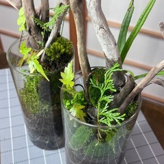 苔テラリウム　円筒形2本の画像