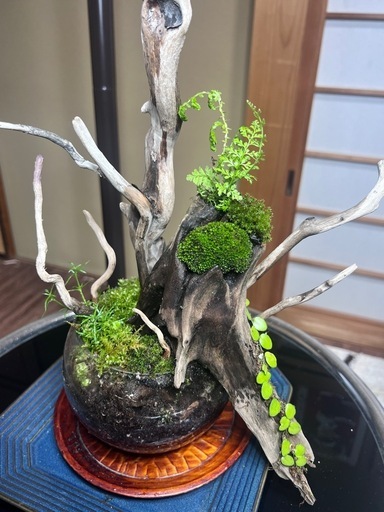 苔テラリウム　　丸ガラス