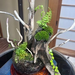 苔テラリウム　　丸ガラスの画像