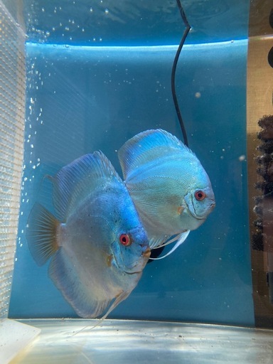 ディスカス　　ブルーダイヤ
