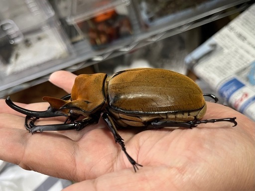 エレファスゾウカブト（コスタリカ産）　♂単品