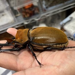 エレファスゾウカブト（コスタリカ産）　♂単品の画像