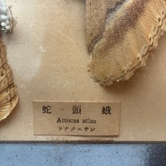世界最大の蛾の画像