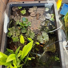 水草ナガバオモダカ　1ポットの画像