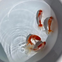 金魚　桜和金の画像