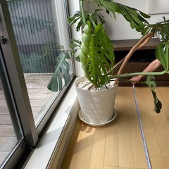 モンステラの画像