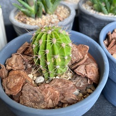 🌵サボテン🌵の画像