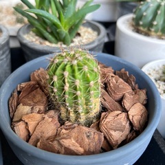 🌵サボテン🌵の画像