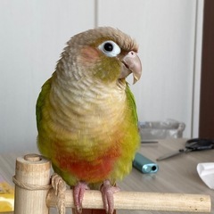 ウロコインコを逃がしてしまいました