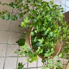 アイビー＆セダム　　大きめ陶器鉢の画像