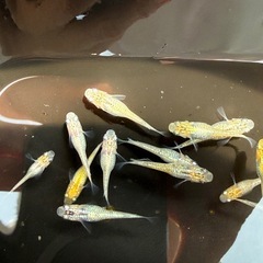 ラメメダカ（煌ラメ）の画像