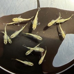 KAGLA（金ラメ）の画像
