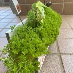 🌱アイビー＆セダム🌱の画像