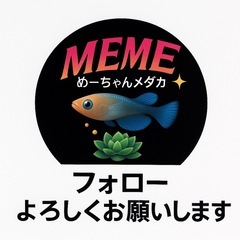 週末限定❗️【メダカ】和墨白銀　2ペアの画像