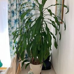 【観葉植物】幸福の木（ドラセナ・マッサンゲアナ）の画像