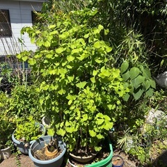 植木の画像